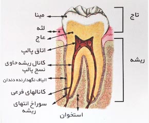 ساختار ریشه دندان