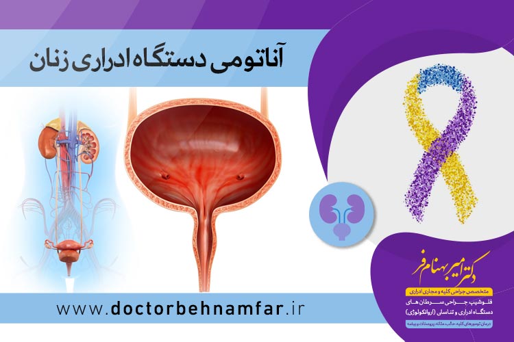 آناتومی دستگاه ادراری زنان