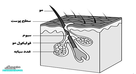 ساختار مو