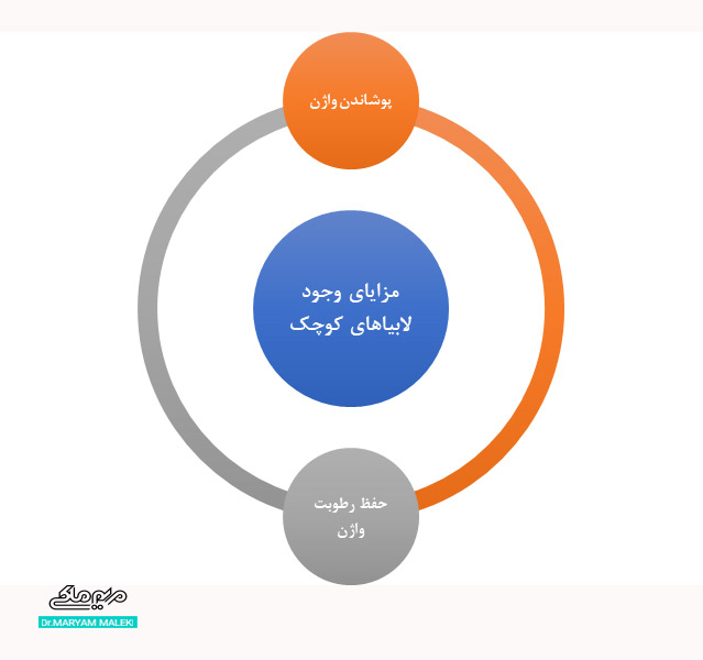 مزایای وجود لابیاهای کوچک