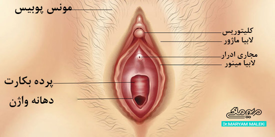 ساختار واژن