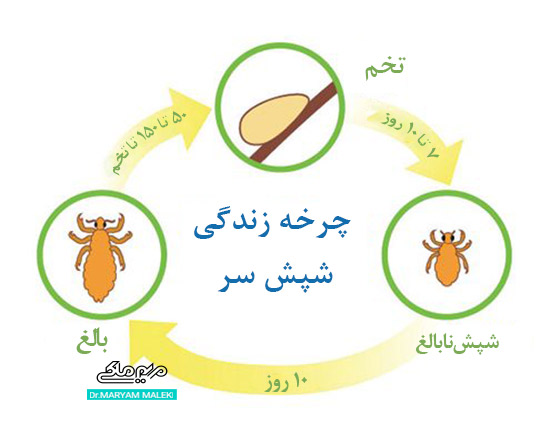  چرخه زندگی شپش سر