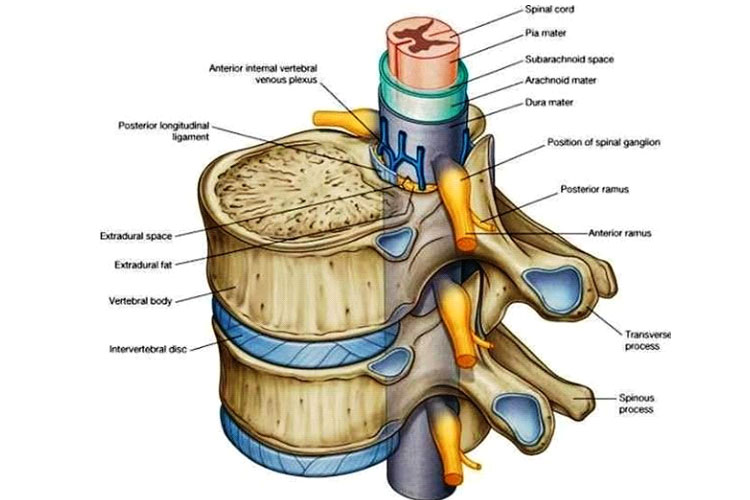 دیسک بین مهره ای سالم