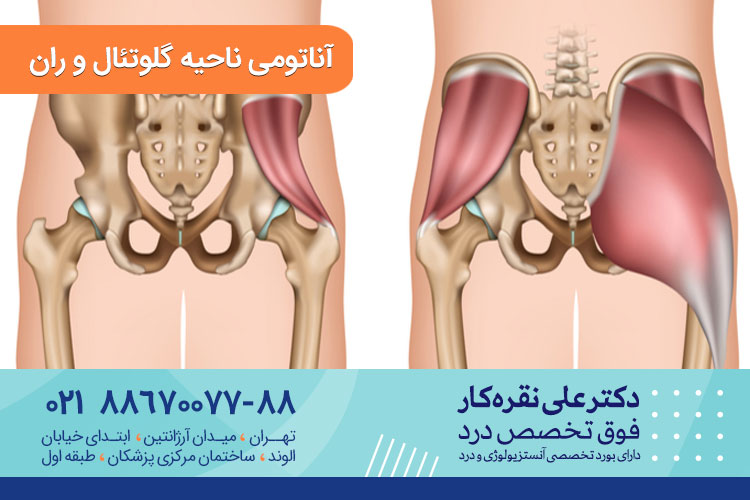 آناتومی ناحیه گلوتئال و ران