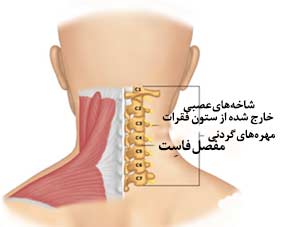 آناتومی گردن