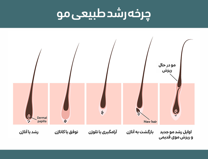 چرخه رشد طبیعی مو کلینیک دکتر پرستو خسروانی بهترین متخصص پوست، مو و زیبایی شهرکرد ایران تهران