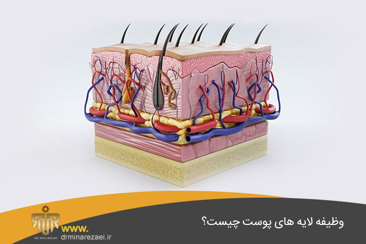 لایه های مختلف پوست