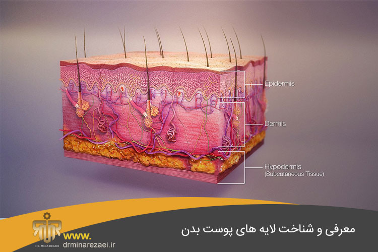 ساختمان پوست انسان