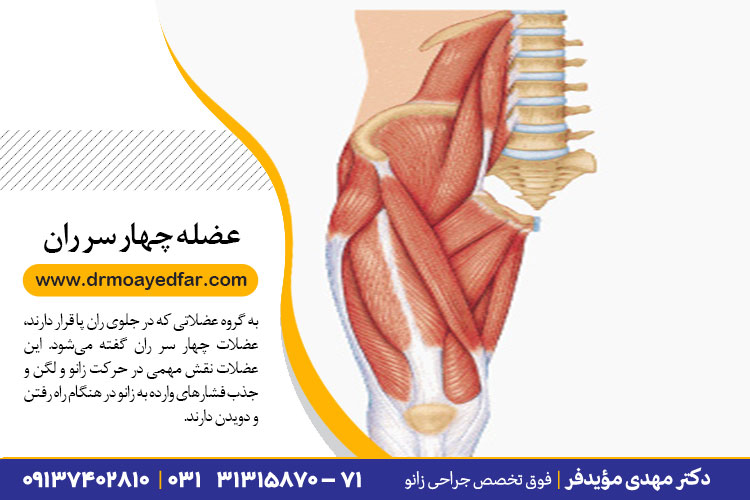 عضلات چهار سر ران