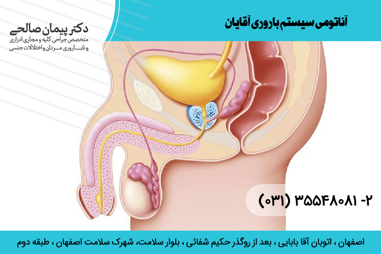 شناخت آناتومی دستگاه باروری آقایان