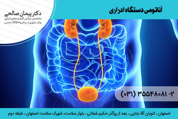 آناتومی دستگاه ادراری ، دکتر پیمان صالحی