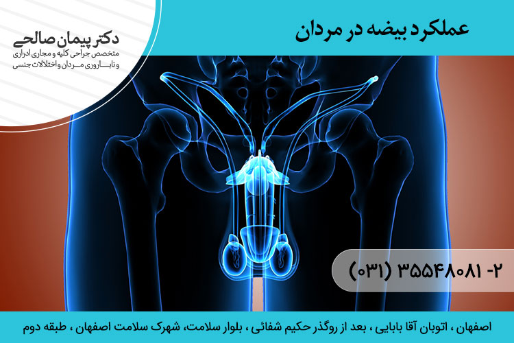 عملکرد بیضه در مردان