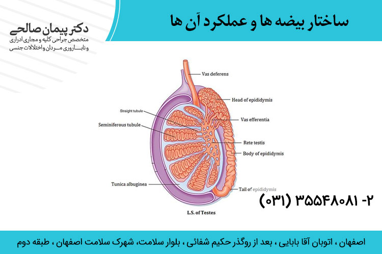 ساختار بیضه ها و عملکرد آن ها