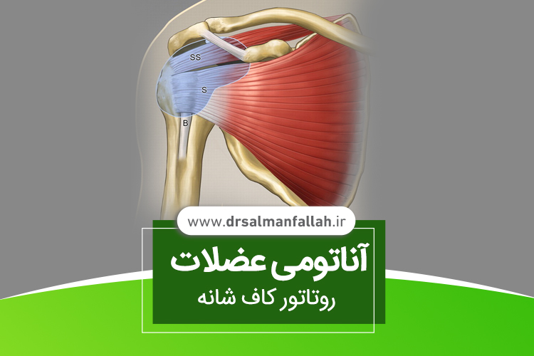 آناتومی عضلات روتاتور کاف شانه