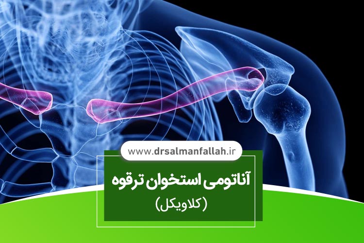 آناتومی استخوان ترقوه