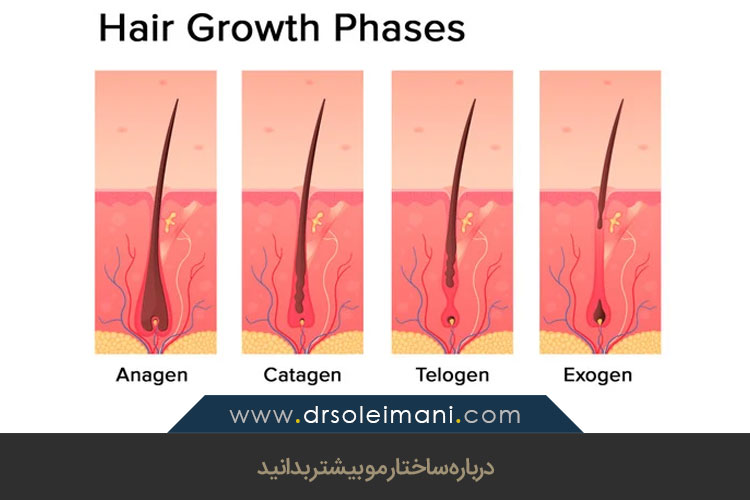 ساختار مو