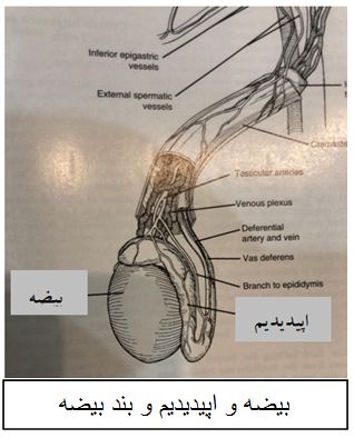 بیضه و اپیدیدیم و بند بیضه