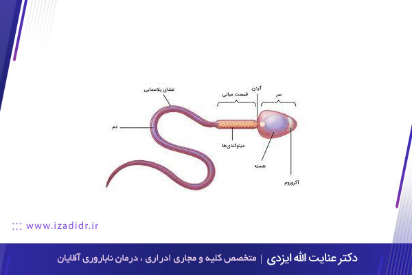 عملکرد بیضه