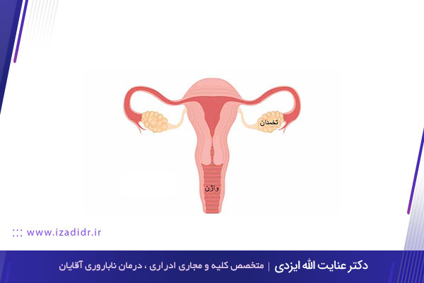 تقویت تخمدان برای بارداری 