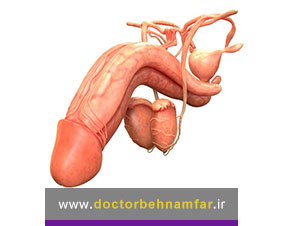 علائم تومور (سرطان) آلت تناسلی مردان