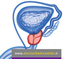 کار غده پروستات چیست؟