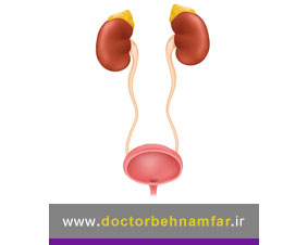 آناتومی دستگاه ادراری