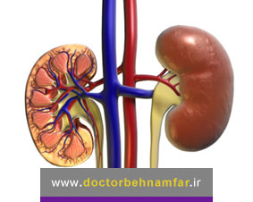 کالیس کلیه چیست و کجا قرار دارد؟