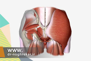 آناتومی ناحیه گلوتئال و ران