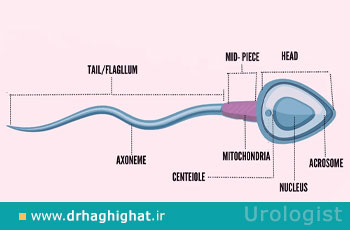 مورفولوژی اسپرم چیست و چه تاثیری در باروری دارد؟