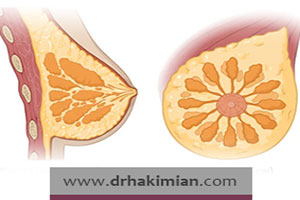 آشنایی با ساختار سینه زنان