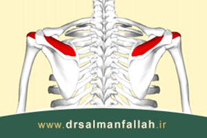 آناتومی عضلات روتاتور کاف شانه