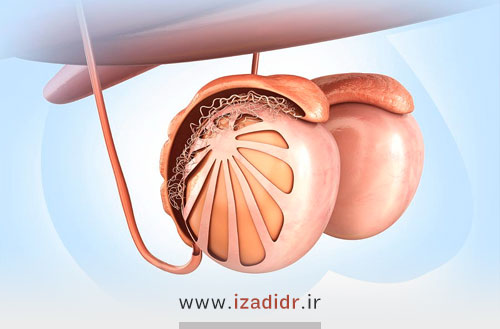 عملکرد بیضه در مردان