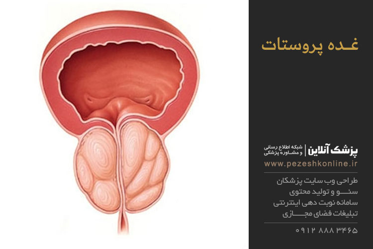 عملکرد غده پروستات